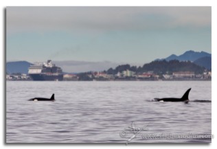 two orcas